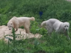 Хозяина двух белоснежных алабаев разыскивают на севере Волгограда