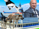 Экс-мэр Волгограда Лихачев приложил руку к скандальному законопроекту про бездомных собак