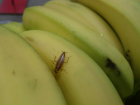 Тараканы бегают по бананам в магазинах Волгограда