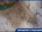 Гора мушиных трупов и убийственный смрад: о спасении молят волгоградцы из общежития