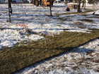 В мороз и снег коммунальщики Волгограда кладут газон