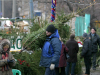 Где купить новогоднюю елку в Волгограде? 