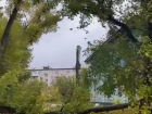 "Мы в шоке от безразличия служб": последствие деревопада в Волгограде сняли на видео
