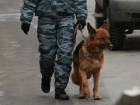 Исцарапанный житель Камышина намеревался взорвать "Покупочку" в центре города