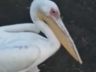 В Волгоградскую область к людям прилетел розовый пеликан: редкую птицу сняли на видео