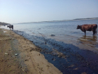 Разлив нефти вдоль Волги на 20 км угрожает рыбам и животным в Светлом Яре
