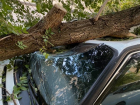 В Волгограде рухнувшее дерево смяло машину вместе с водителем
