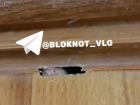 Крыса прогрызла вход в квартиру волгоградцев и попала на видео 