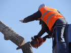 В Волгограде проверят «тихие» слушания, которые приведут к вырубке деревьев у поселка Солнечного