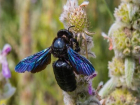Самая большая пчела исчезает из Волгоградской области