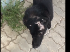 Волгоградцы отрезали собаке уши и хвост, после чего больную выбросили на улицу ﻿