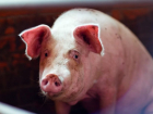 Африканская чума свиней зафиксирована в Руднянском районе