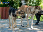 План для предотвращения ЧС по бездомным собакам введут в Волгограде
