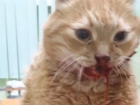 Живодеры сбросили беззащитного кота с 5 этажа в Волгограде 