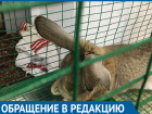 Животные сидят без воды, - крик души посетительницы волгоградского контактного зоопарка