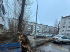 Арктический шторм массово повалил деревья в Волгограде 
