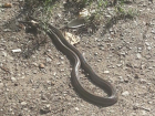 Огромную змею возле жилых домов обнаружили волгоградцы