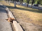 Расстрелянную из пневмата и сбитую автомобилем собаку бросили умирать на дороге в Волгограде