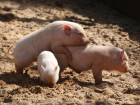 Вспышку африканской чумы свиней обнаружили в Волгоградской области