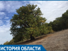Дуб на острове Сарпинский официально признан самым древним деревом Волгоградской области