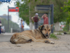 Тридцать тысяч стрясли с мэрии Волгограда за укус бездомной собаки