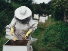 Волгоградский фермер объяснил массовую гибель пчел в России