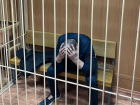 Под мефедроном и с ножом угрожал ученикам лицея житель Волгограда: видео  