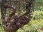 Огромная краснокнижная змея напугала жителей одного из дворов Волжского