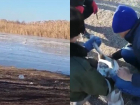 Лебедь провалился под тонкий лед: видео чудесного спасения в Волгоградской области