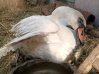 Полуслепого лебедя Баха после инсульта спасают в Волгограде 