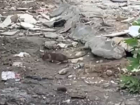 В заваленном мусором Волгограде расплодились крысы 