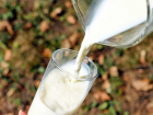 «Прикладной иллюзионизм и чудо-коровы»: волгоградский фермер рассказал, почему в регионе невозможно добиться скачка в производстве молока