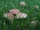 В Волгоградской области 19 человек отравились грибами