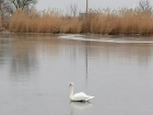 Спасение лебедя рассорило волгоградцев