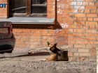Чиновники заплатят 30 тысяч рублей покусанным под Волгоградом бездомными собаками детям 