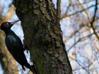 Редкого черного дятла нашли в Волгоградской области 