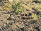 В Волгограде умирает последнее дерево парка вдов на Мамаевом кургане