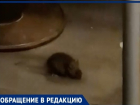 В Волгограде мыши распугали посетителей "Макдональдса": видео