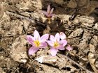 Первоцветы распустились в Волгограде и области