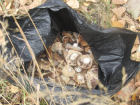 8-летняя девочка отравилась грибом, найденном на улице в Волгоградской области