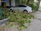 Кто заплатит за рухнувшее на машину дерево: инструкция для волгоградцев