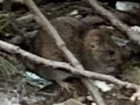 Мусорная крыса искусала детей в Волгоградской области