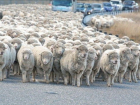 Под Волгоградом у двоих фермеров похитили 57 овец и ягнят
