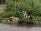 Нападение стаи бродячих собак попало на видео в Волгограде