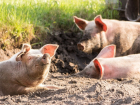 Опасные трупы больных чумой свиней хозяин тайно закопал в Волгоградской области