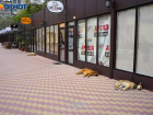 Волгоградский депутат прокомментировал ситуацию с отстрелом и усыплением бездомных собак