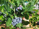 Голубика, которая вас покорит — саженцы уже в продаже!