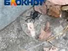 Крайне ядовитую самку каракурта нашли на детской площадке в Волгограде