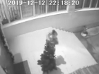 Кража елки девушкой у входа в школу №12 попала на видео в Волжском