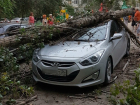 Рухнувшее дерево раздавило новенький Hyundai в Волгограде